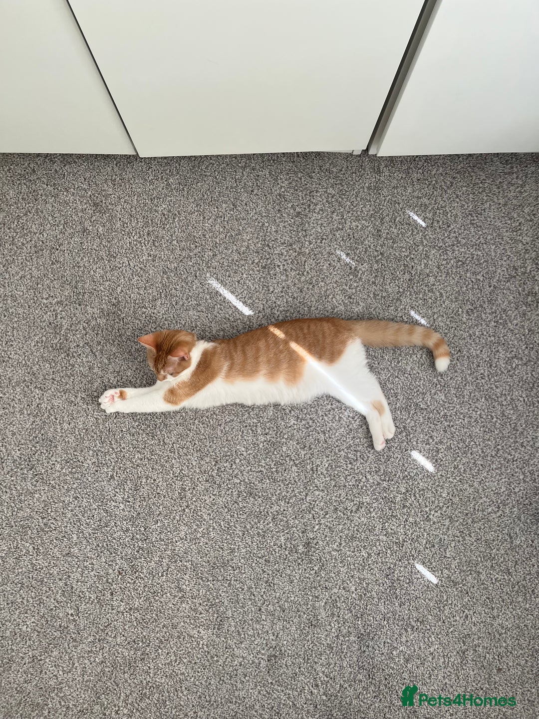 British Shorthair cats for sale: Ginger & White British Short hair  - Image 3