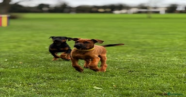 Mixed Breed dogs 75% working dobermanns Reduced price!!! - Advert 7