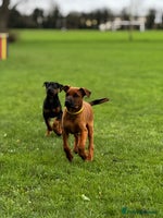 Mixed Breed dogs 75% working dobermanns Reduced price!!! - Advert 7