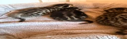 Bengal cats for sale: Bengal kittens Mum is Tica registered  - Advert 4