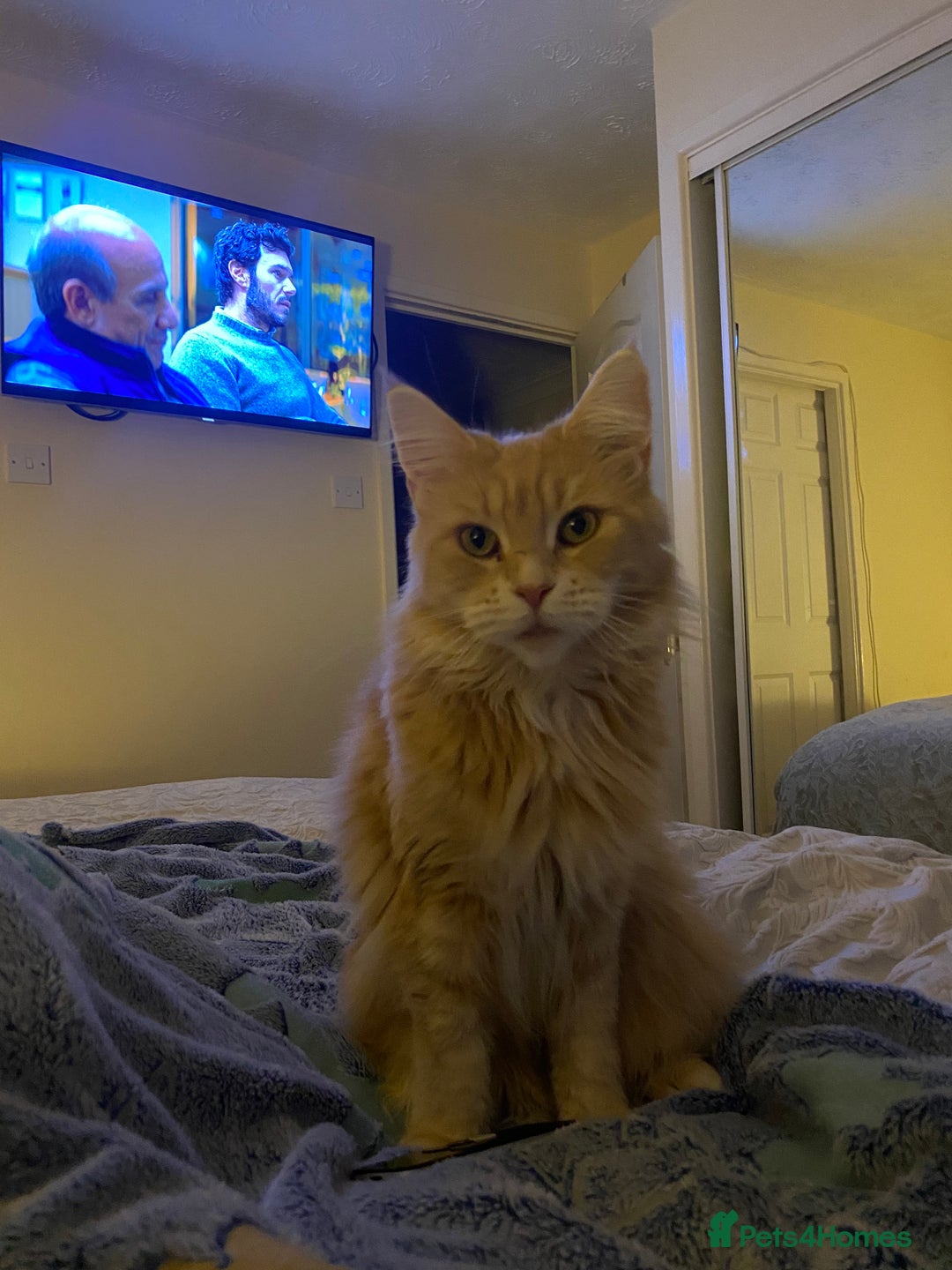 Maine Coon cats for sale: 🐾 Maine Coon Kittens X needing forever home 🐾 - Image 35