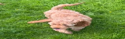 Cockapoo dogs for sale: Red & Apricot Cockapoo Puppies in Airdrie - Advert 27