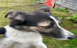 Border Collie dogs for sale: Beautiful Border Collie - Advert 7