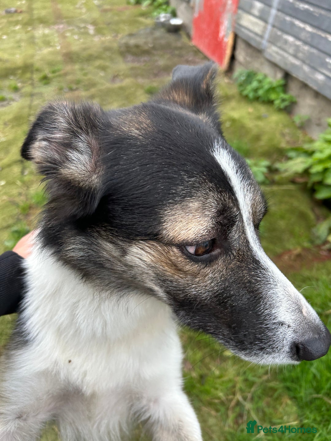 Border Collie dogs for sale: Beautiful Border Collie - Advert 7