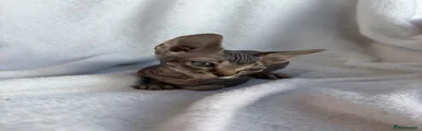 Tabby Female