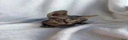 Sphynx cats for sale: Gorgeous stripped Sphynx kittens - Advert 28