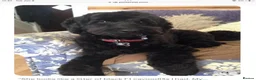 Saint Berdoodle dogs for sale: Striking and Rare Saint Bernadoodle Pups - Advert 19