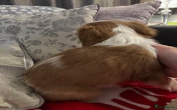 Cavalier King Charles Spaniel dogs for sale: Gorgeous Cavalier King Charles Spaniel Puppy - Image 8