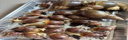 Snails invertebrates for sale: Giant African albino land snails  - Advert 5