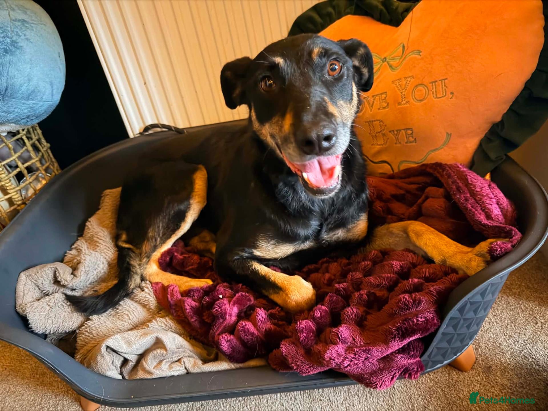 Mixed Breed dogs MEET SORA  - Advert 17
