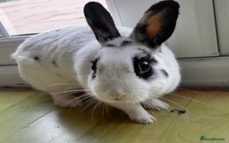 Dutch rabbits for sale: Beautiful bunny seeking forever home  - Image 2