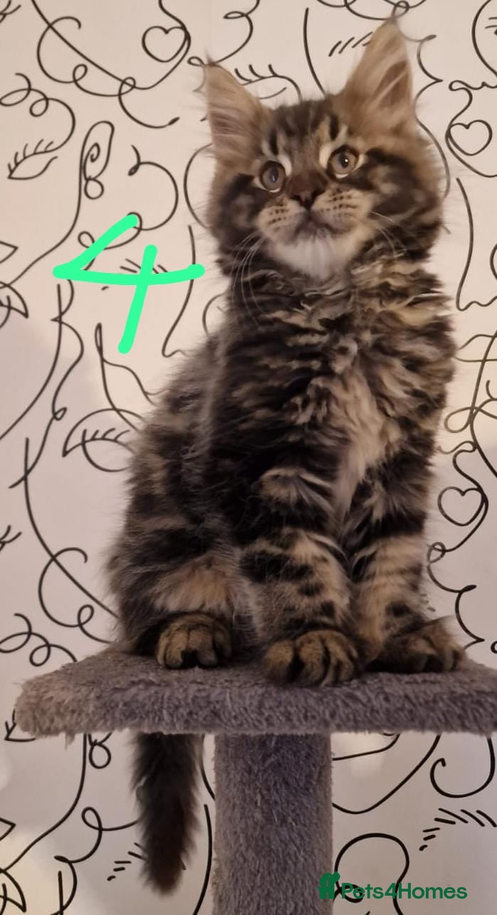 Maine Coon cats Maine Coon kittens 2 boys 1 girl Silver Tabbies - Advert 3