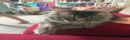 Maine Coon cats for sale: Russian Xl Maine coon Smokey  - Advert 19