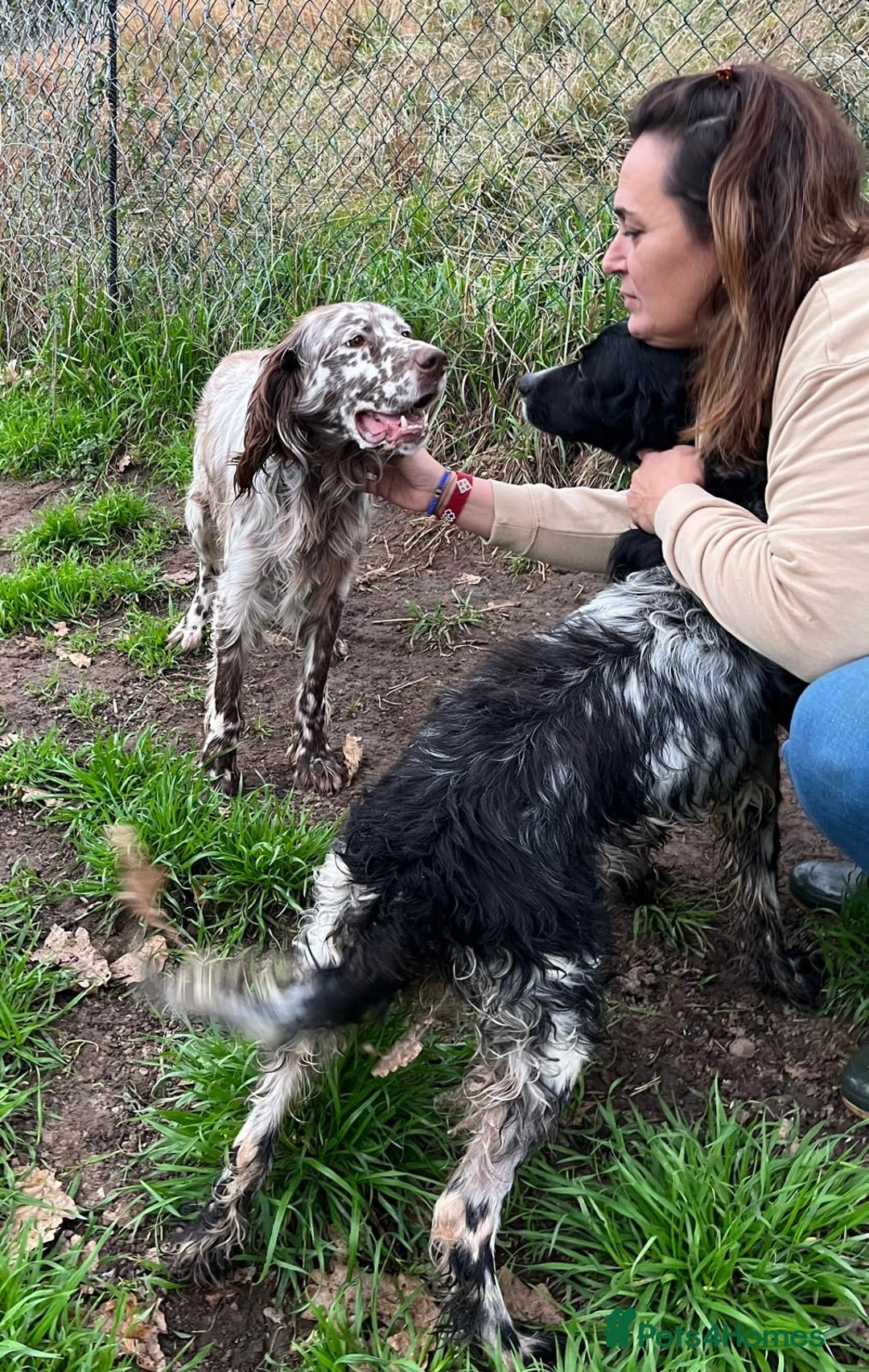 English Setter dogs for adoption: Yako  - Advert 7