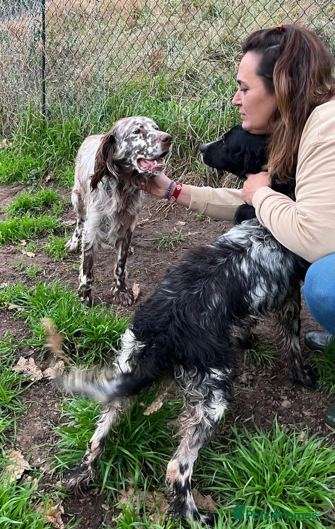English Setter dogs for adoption: Yako  - Advert 7