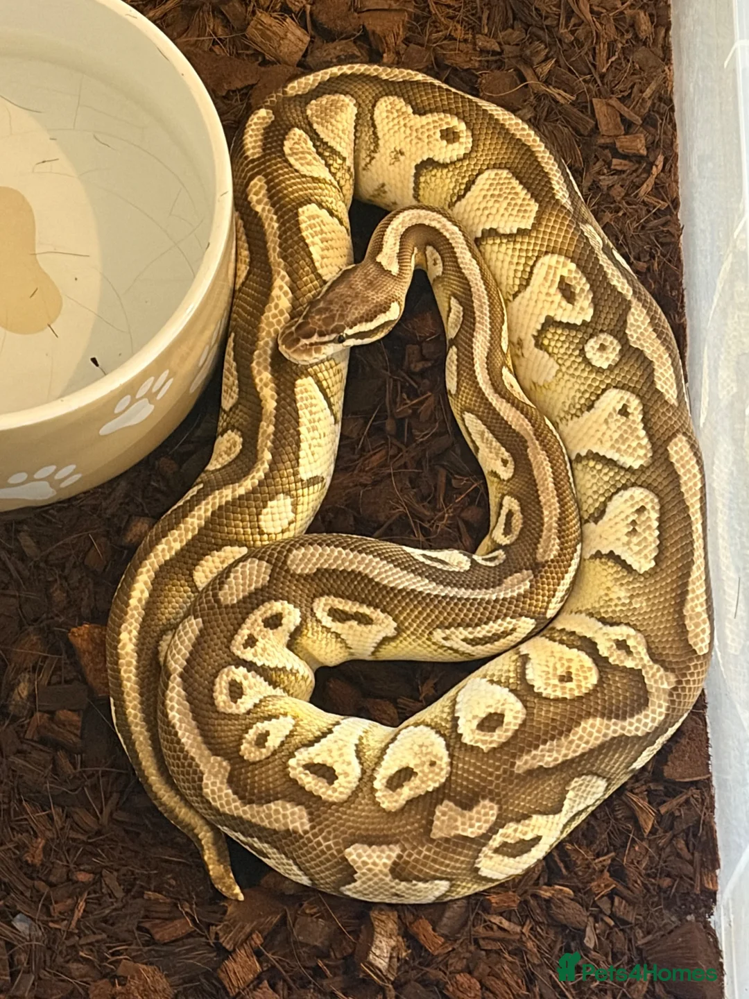 Python Snake reptiles for sale: Adult Female Ball Pythons - Proven Breeders - Advert 6