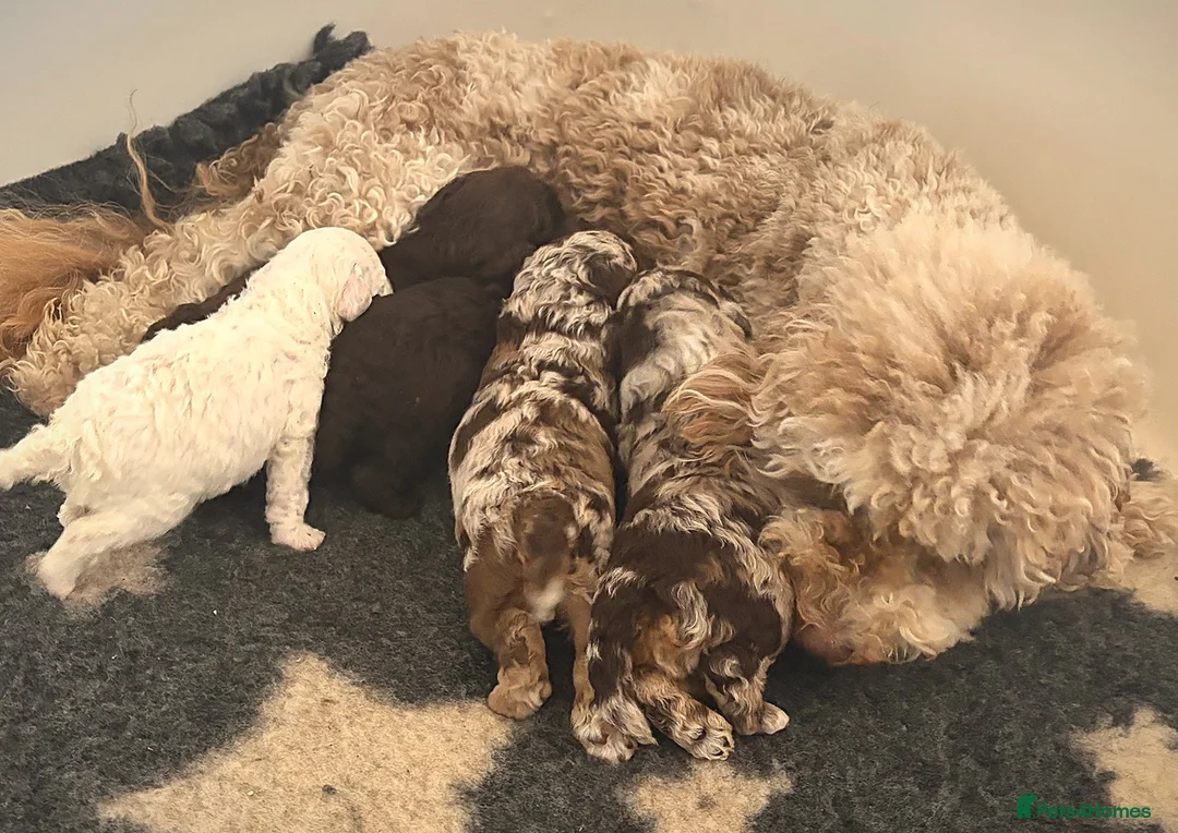 Cavapoo dogs for sale: Outstanding F1b Cavapoo puppies - Advert 1