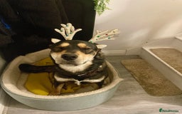 Mixed Breed dogs for sale: Rehoming of our female Rottsky - Image 3