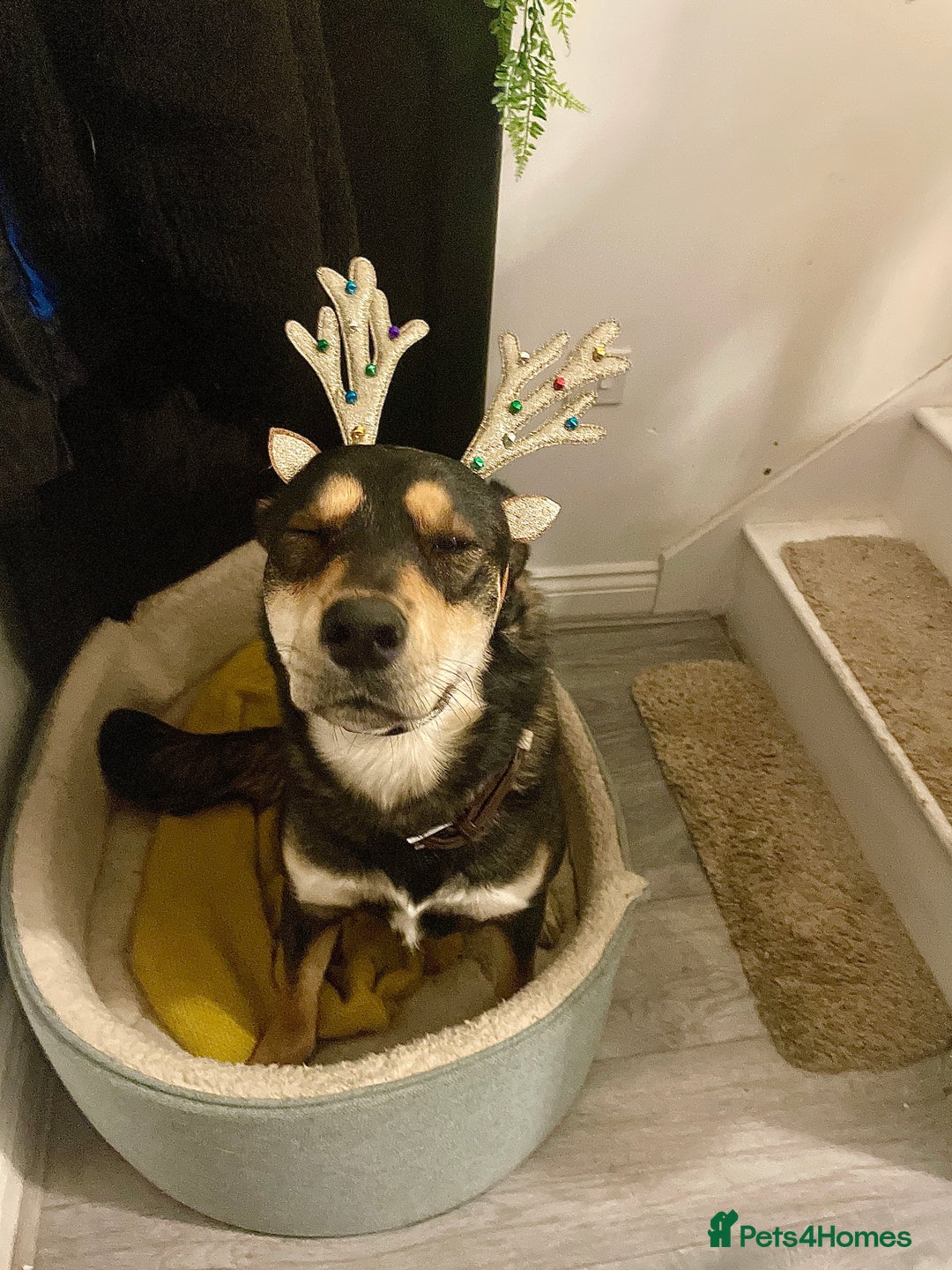 Mixed Breed dogs for sale: Rehoming of our female Rottsky - Image 3