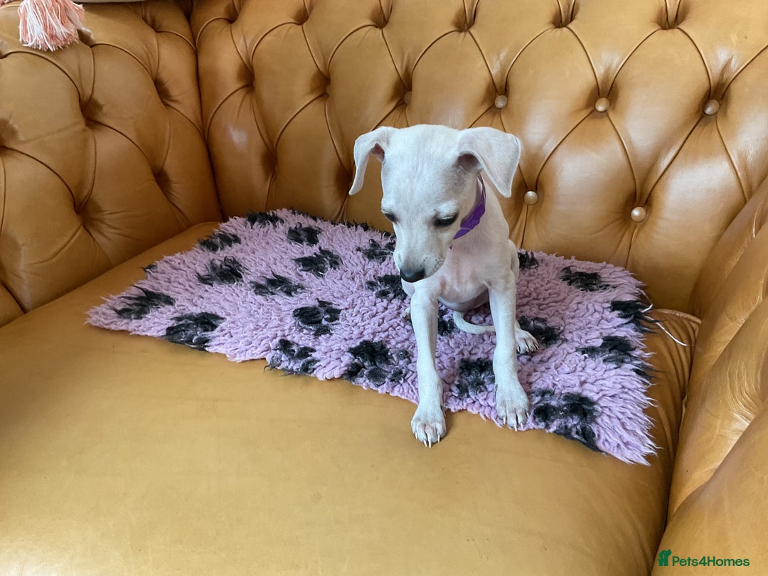 Italian Greyhound dogs for sale: Gorgeous Italian greyhound puppies  - Image 30