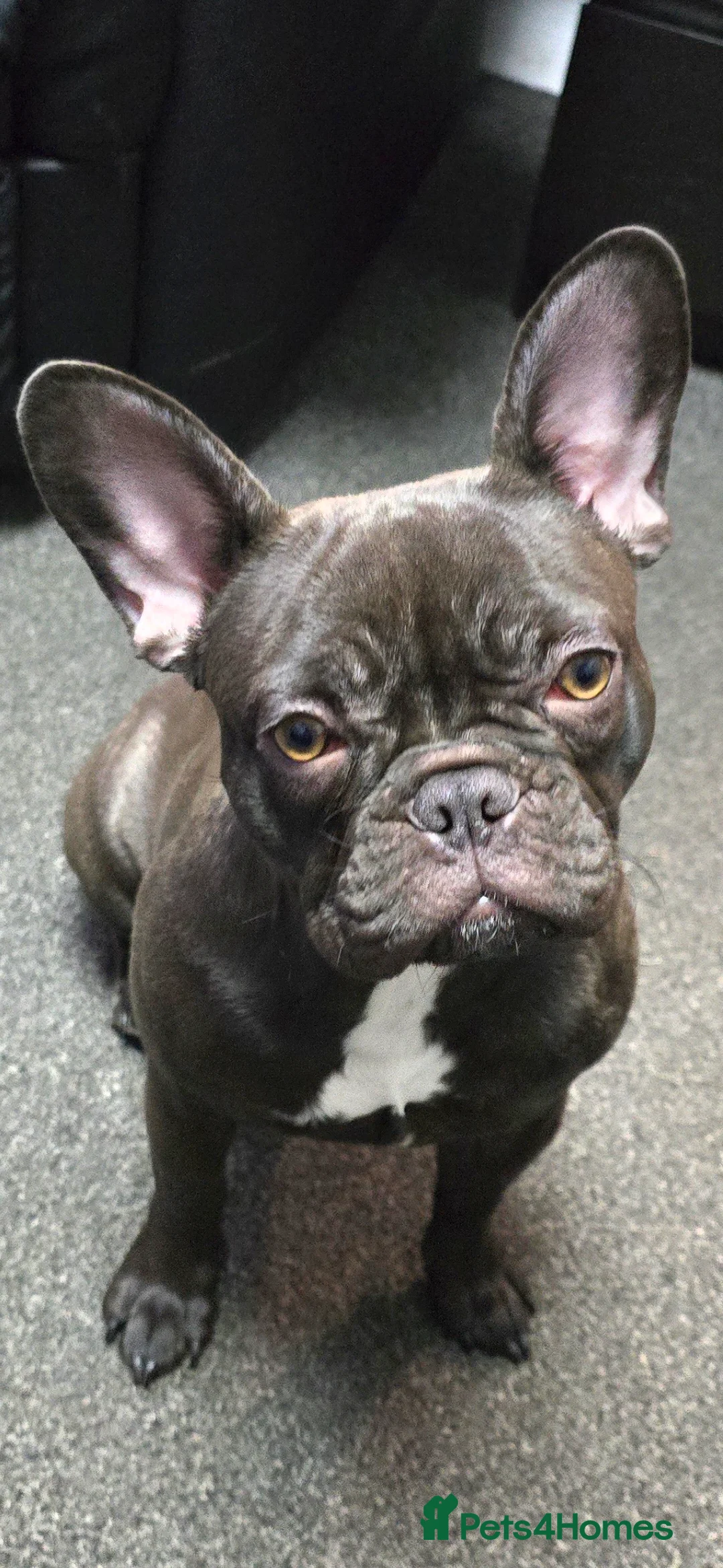 French Bulldog dogs for sale: French bulldog girl - Advert 7