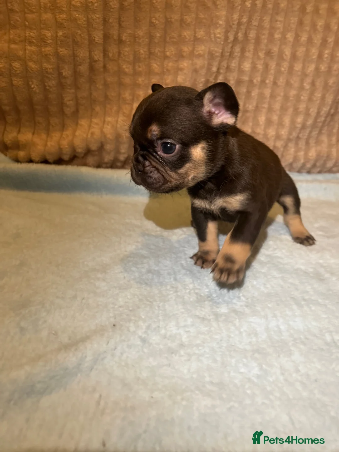 French Bulldog dogs for sale: French bulldog puppies fluffie carriers  - Advert 12