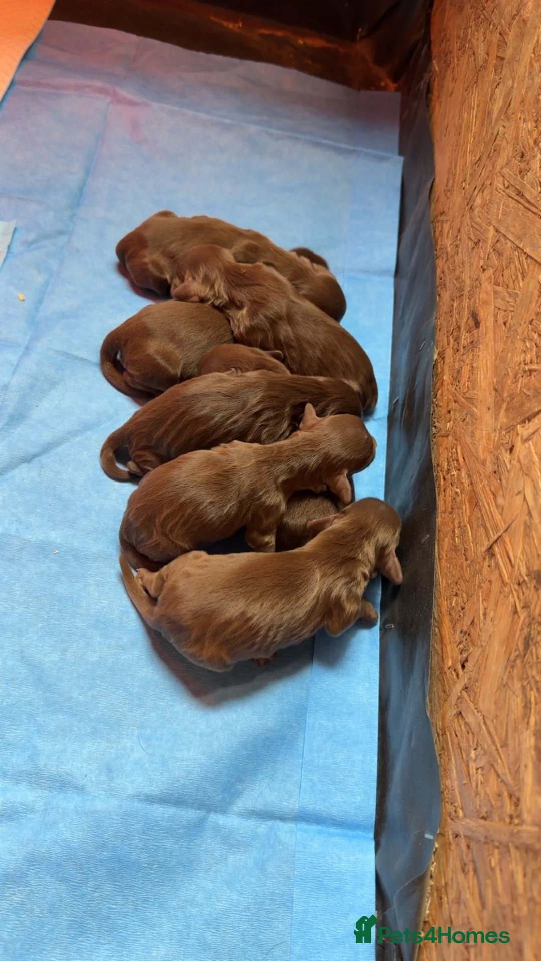 Cocker Spaniel dogs for sale: Working cocker spaniels  - Advert 8