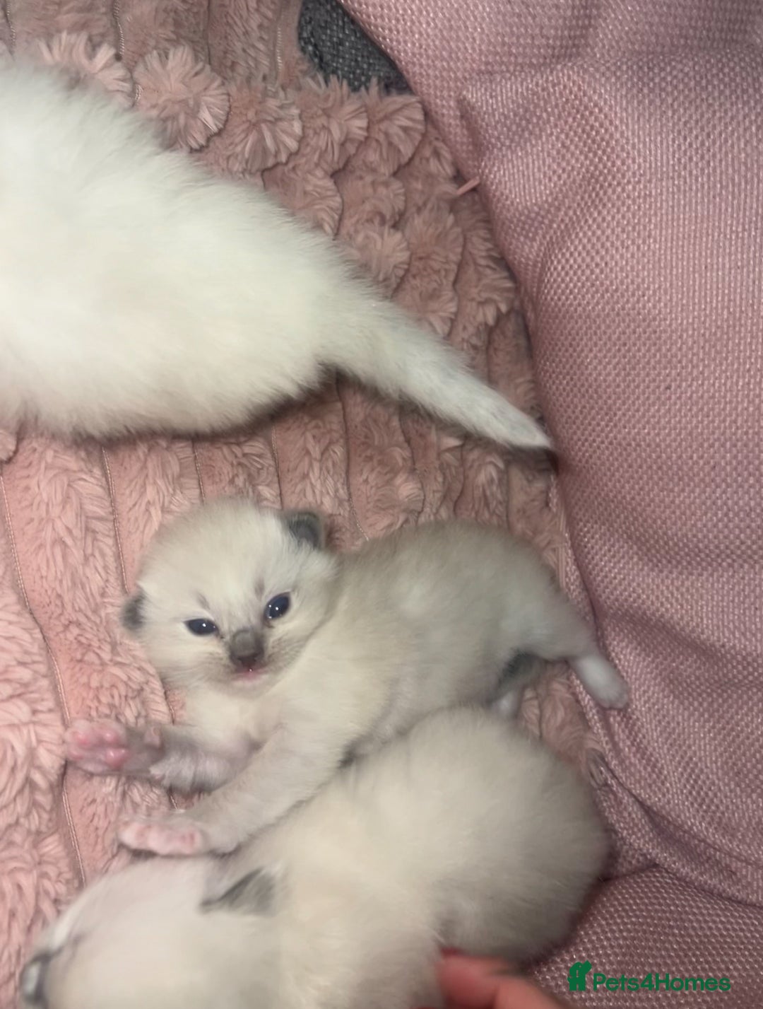 Ragdoll cats for sale: Purebred blue point ragdoll kittens  - Advert 18