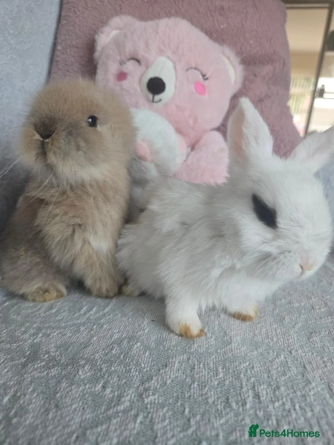 Mini Lion Lop rabbits for sale: Friendly blue eyes Double mane lion lops.  - Advert 1