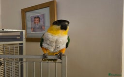 Parrots birds for sale: Caique black headed hand reared - Image 2