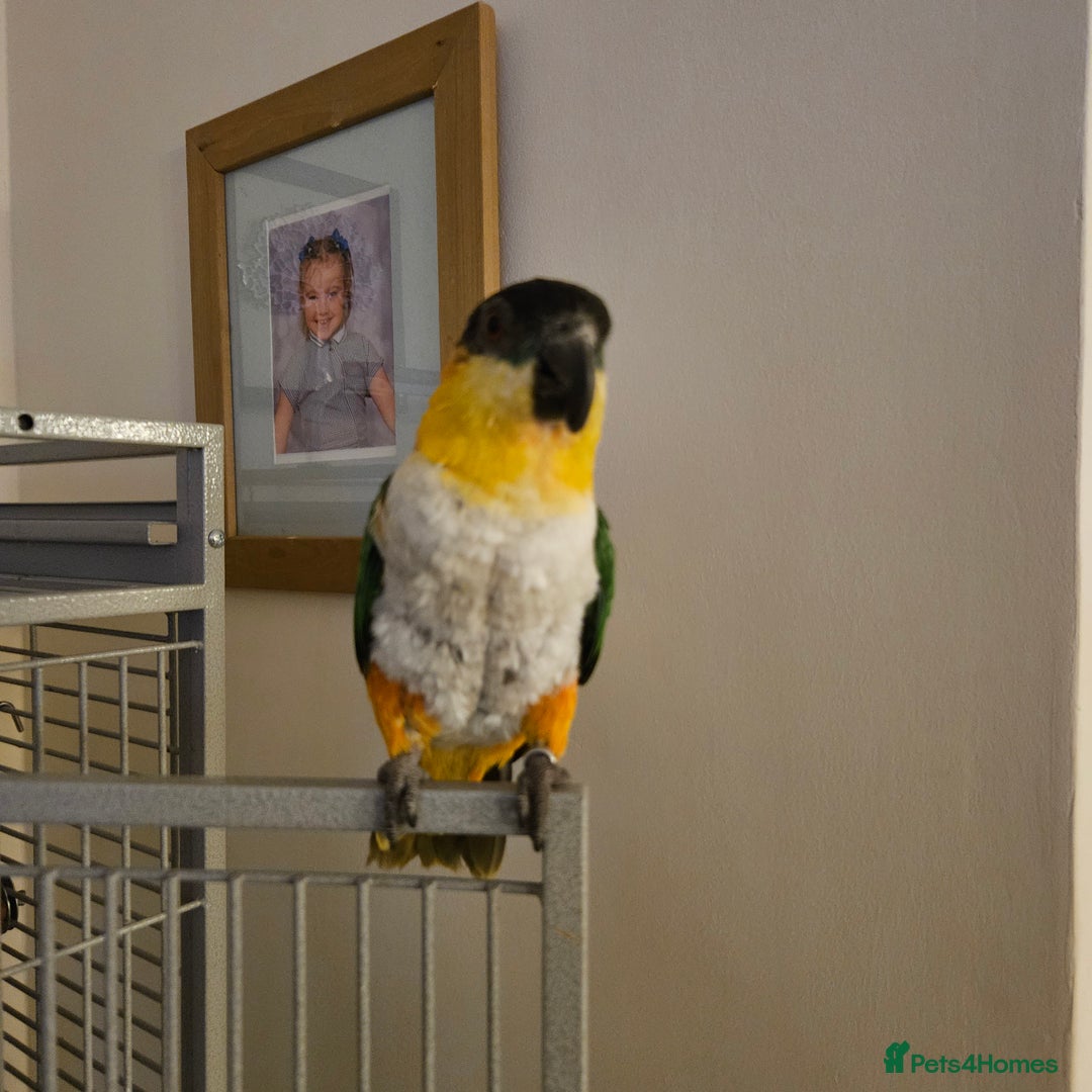 Parrots birds for sale: Caique black headed hand reared - Image 2