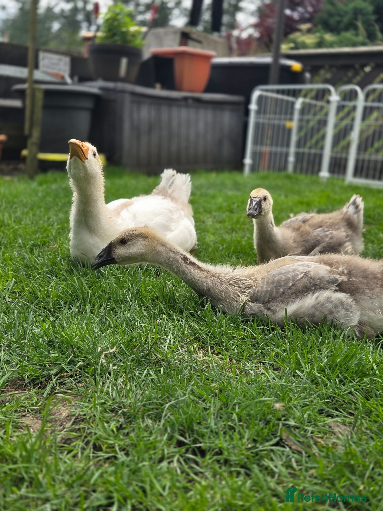 Geese poultry Trio of Geese ,  Ebden and Chinese goose. - Advert 4