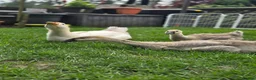Geese poultry for sale: Trio of Geese ,  Ebden and Chinese goose. - Advert 1
