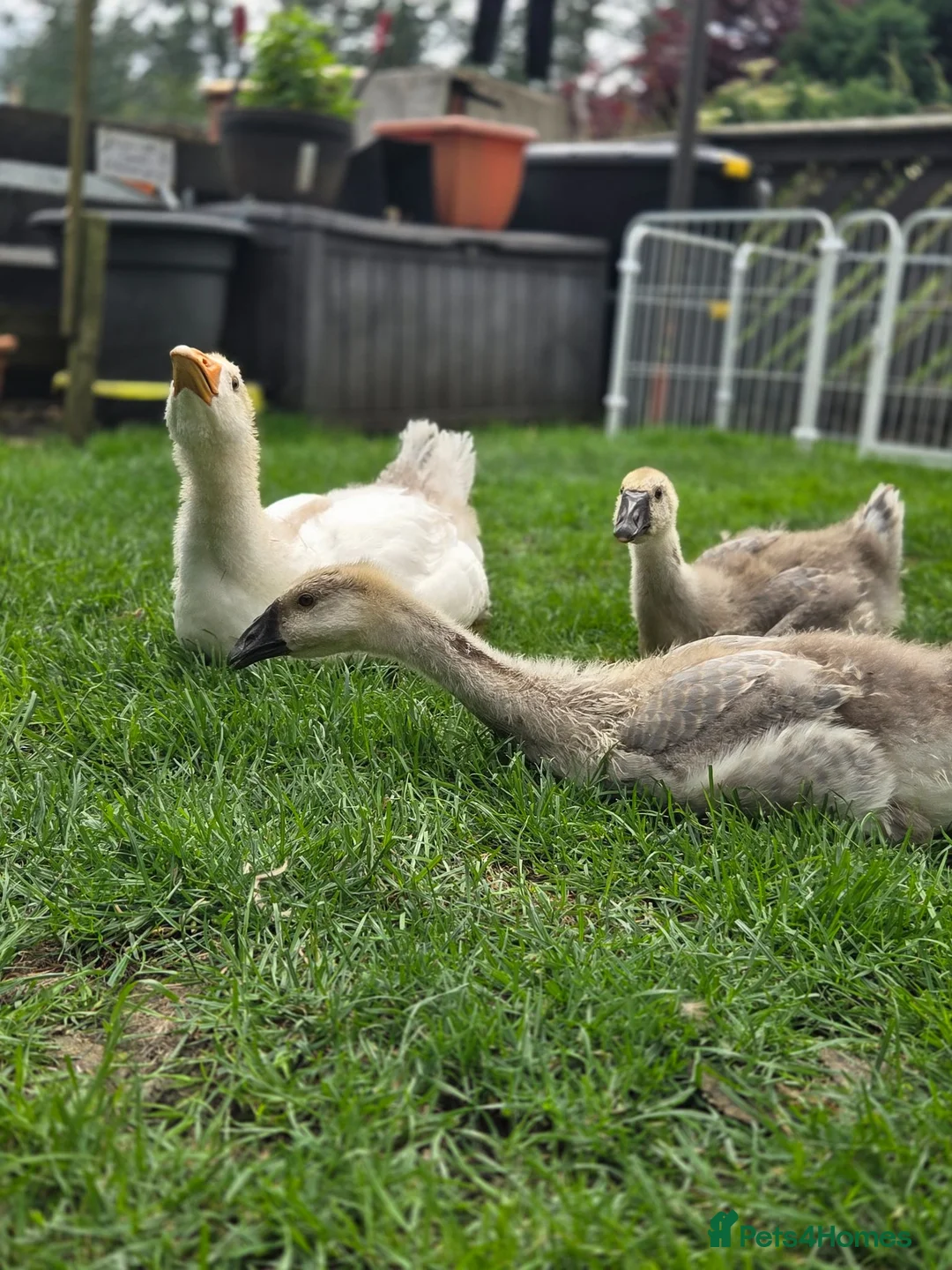 Geese poultry for sale: Trio of Geese ,  Ebden and Chinese goose. - Advert 1