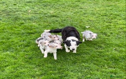 Border Collie dogs for sale: Collie cross blue merle pups - Advert 1