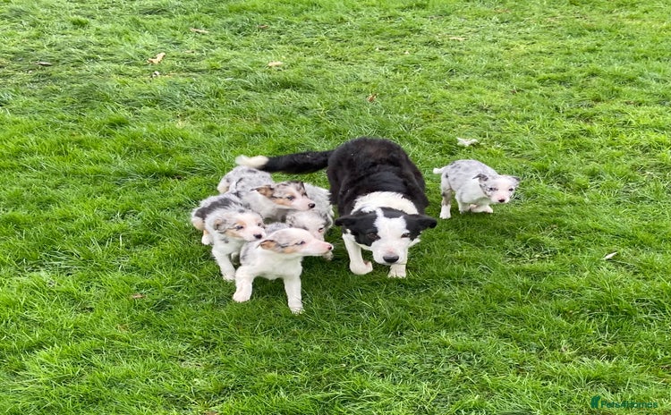 Border Collie dogs Collie cross blue merle pups - Advert 1