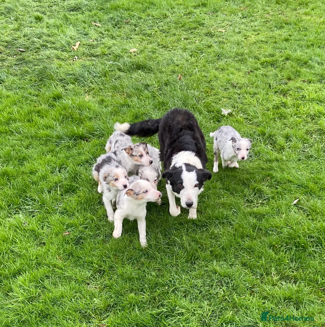 Border Collie dogs for sale: Collie cross blue merle pups - Advert 1