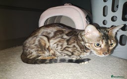 Bengal cats for sale: TICA Bengal CATS for Sale – Stunning & Sweet! in Durham - Image 20