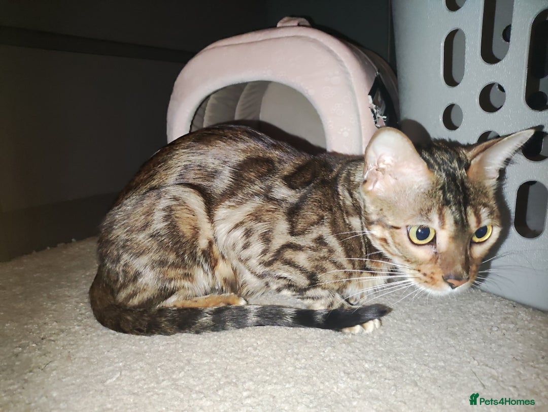 Bengal cats for sale: TICA Bengal CATS for Sale – Stunning & Sweet! in Durham - Image 20