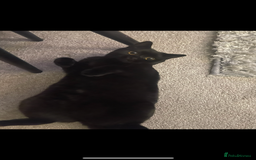 British Shorthair cats for sale: Only 2 rare Black British Shorthair kittens left  - Image 10
