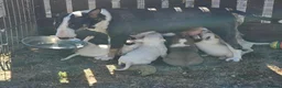 English Bull Terrier dogs for sale: English bullterrier pups for sale - Advert 7