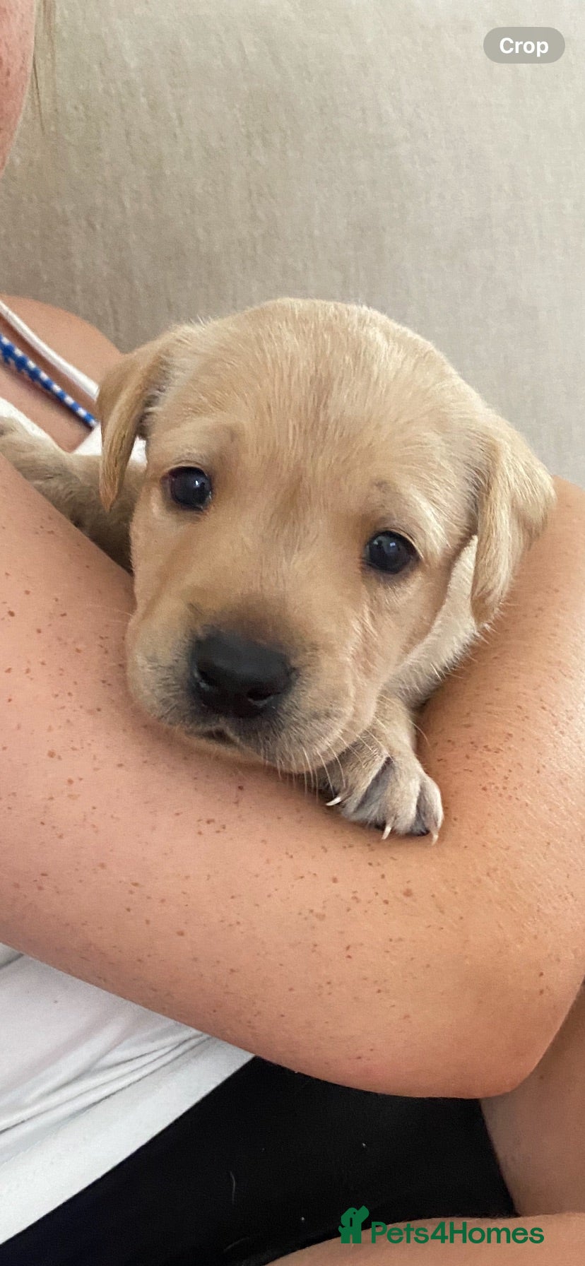 Labrador Retriever dogs Thistlecrack KC reg working lab pups - Advert 3