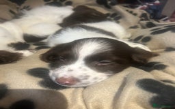 English Springer Spaniel dogs for sale: English springer spaniel puppies for sale - Image 4