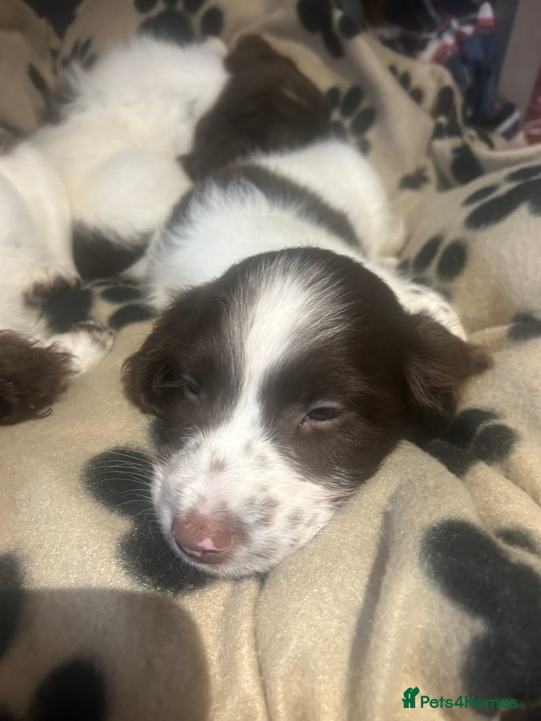 English Springer Spaniel dogs for sale: English springer spaniel puppies for sale - Image 4