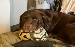 Labrador Retriever dogs for sale: Labrador puppies - Image 16