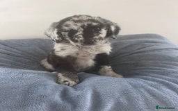 Labradoodle dogs for sale: Miniasture f1 merel labradoodle - Image 1