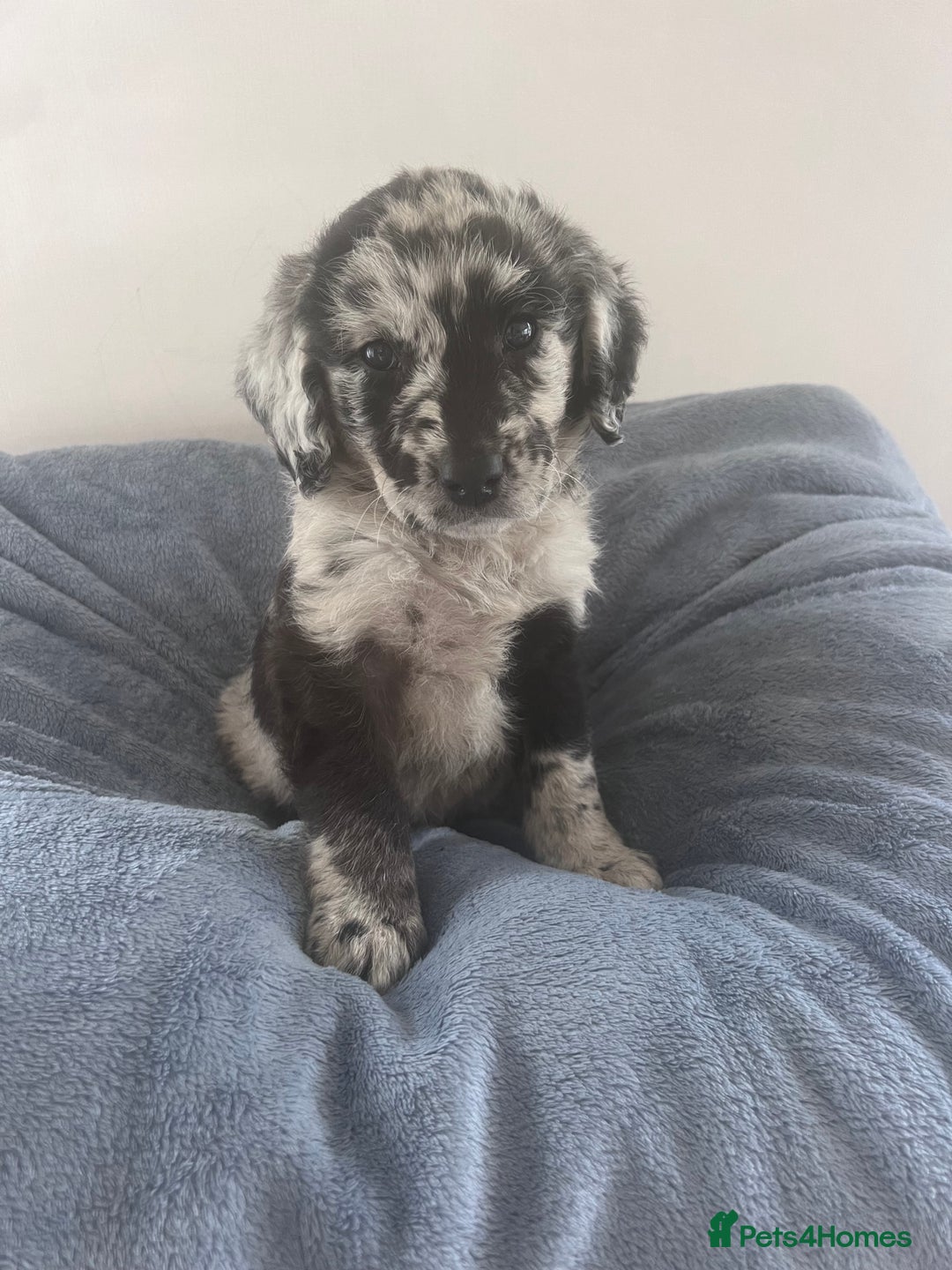 Labradoodle dogs for sale: Miniasture f1 merel labradoodle - Image 1