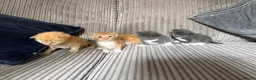 Mixed Breed cats for sale: Half ragdoll kittens  - Advert 27
