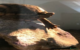 Turtle reptiles for sale: 🐢 Friendly lifelong friend 🐢 - Image 2