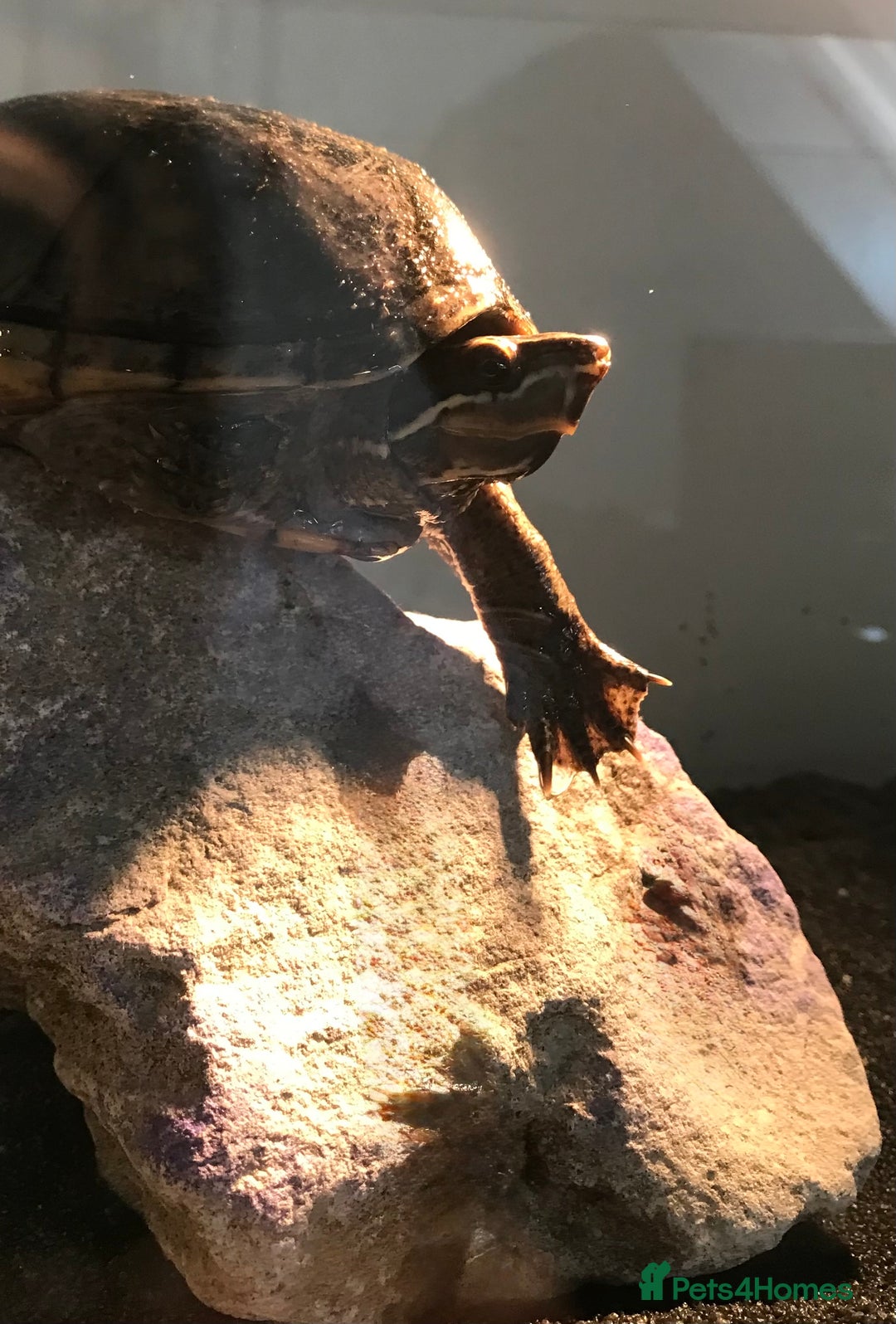 Turtle reptiles for sale: 🐢 Friendly lifelong friend 🐢 - Image 2